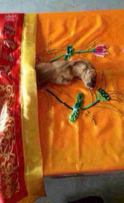 路上看见黄鼠狼好吗-晚上在路上看见黄鼠狼好