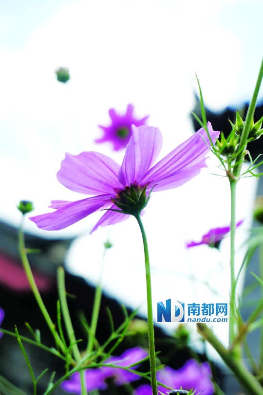 含蓄充满爱意的诗-含蓄表达爱意的诗句谁帮我