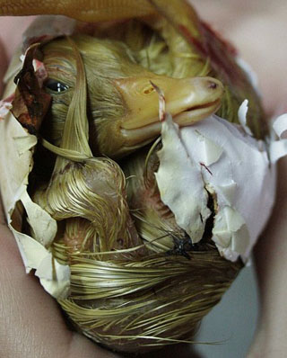 爱尔兰“丑小鸭”破壳而出全程