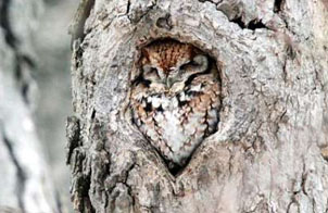 猫头鹰挤进树洞“变装”防受伤害
