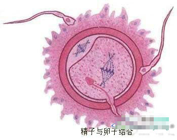 图解演示女性受孕全过程