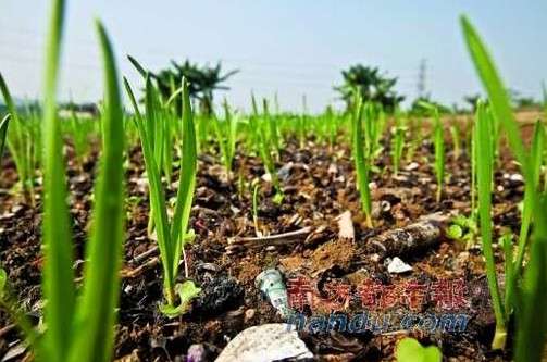 番禺有毒垃圾种菜图片