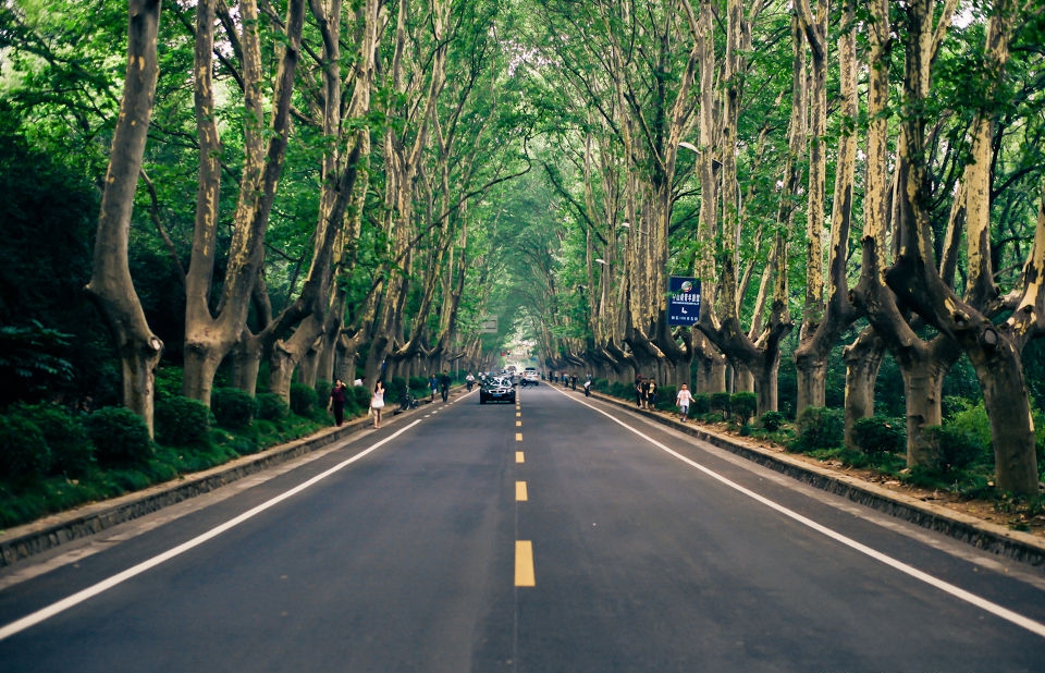 南京梧桐前世今生:解放后有人因砍树被判12年