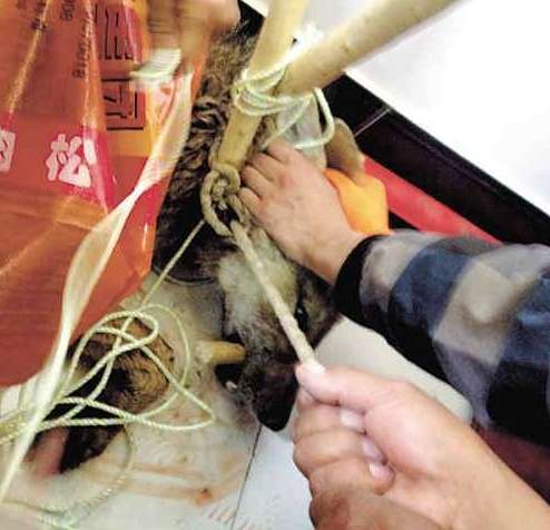 青海受伤狼跑进政府办公室打鼾午休 已被送救