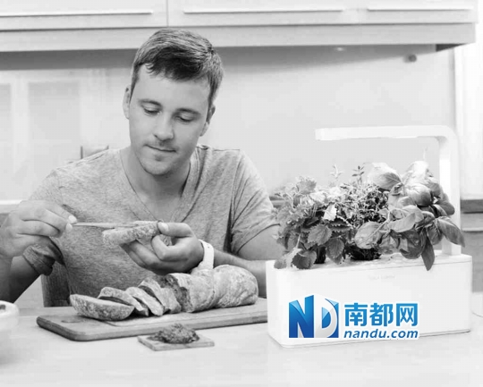 自给自足的“小菜园”，缺食材随手摘 