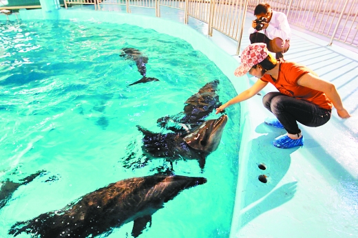 重庆首次引进海豚 明年永川有望观赏海豚表演