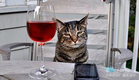 揭秘专供猫喝的葡萄酒 每瓶62元中国暂买不到