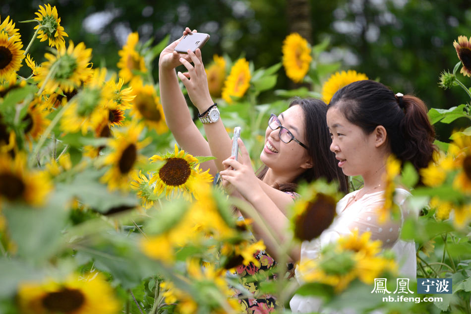 天宫庄园推出向日葵展 品种多达80余种