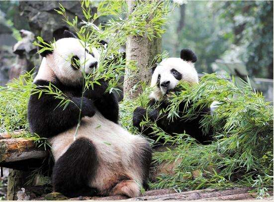 杭州龙凤胎大熊猫今天过生日 粉丝送来神秘礼