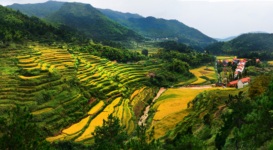 武穴45万亩油菜花海醉美八方来客
