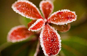“晨霜”奇妙景观