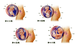 孕妈小百科--怀孕中期三个月注意事项