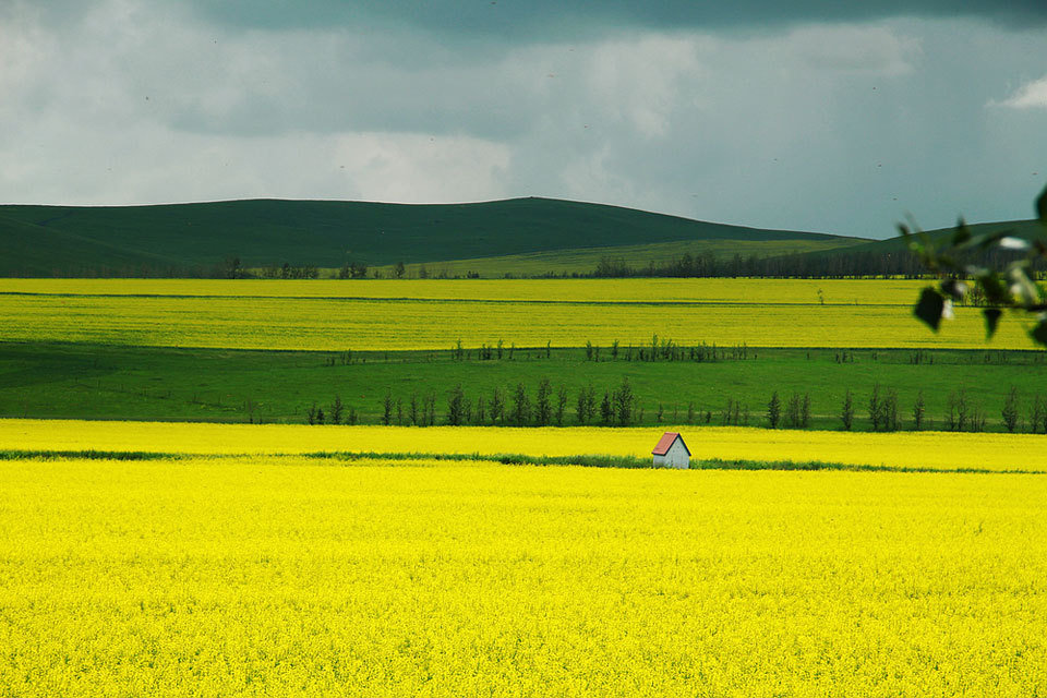 这组片子是7月9号去内蒙呼伦贝尔大草原摄影