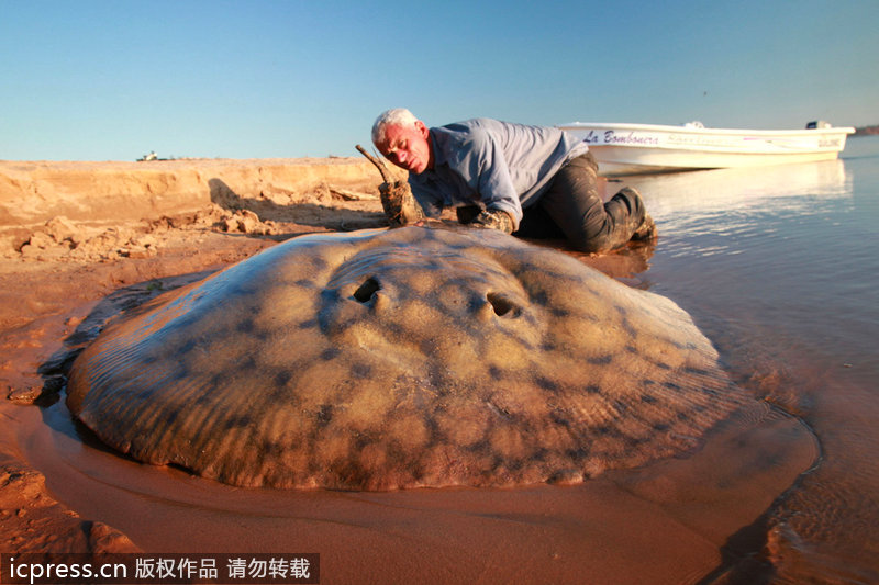 让人不寒而栗的河中巨怪