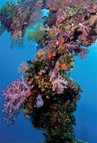 五彩斑斓的珊瑚