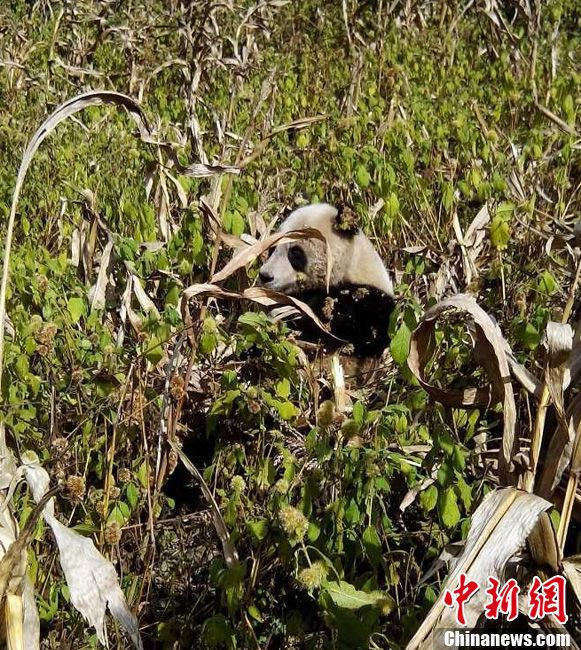 图为四川宝兴一只野生大熊猫坐在地里啃玉米秆。