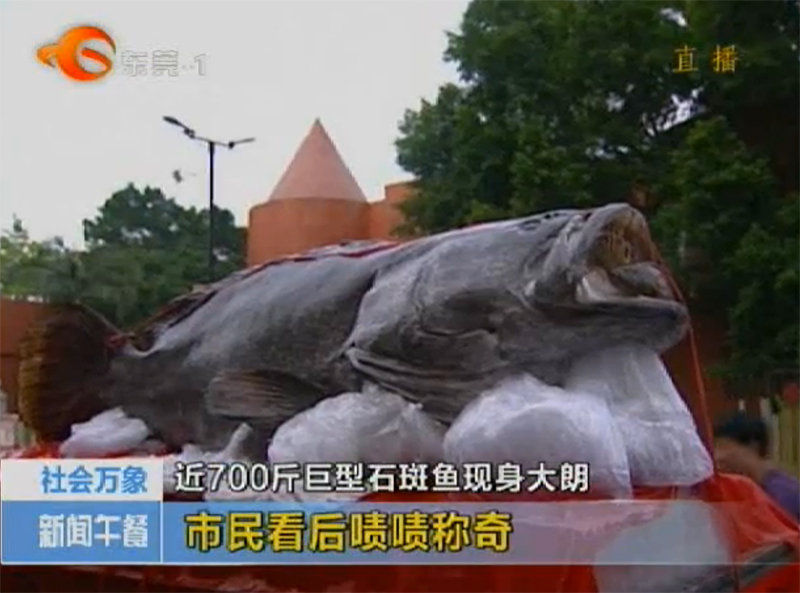 组图:700斤重石斑鱼现身广东一饭店