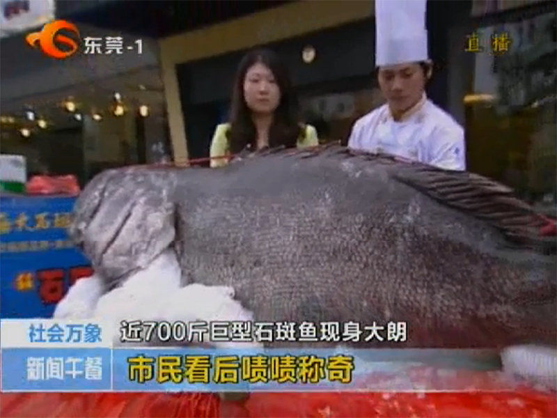 组图:700斤重石斑鱼现身广东一饭店