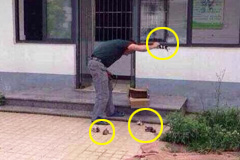 收容所人员当着狗妈妈摔死7只小狗