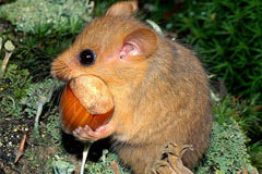 第6轮物种大灭绝