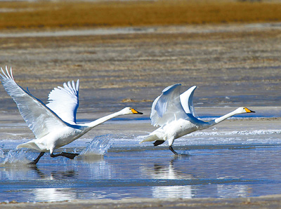 寻找最美乡村-探访青海湖畔金银滩(组图)_青岛频道_凤凰网