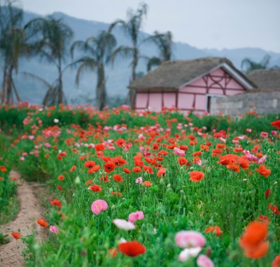 重庆周边游新去处--垫江乐天花谷看花