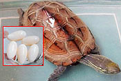 俺家小乌龟生蛋蛋了 怎么吃呢