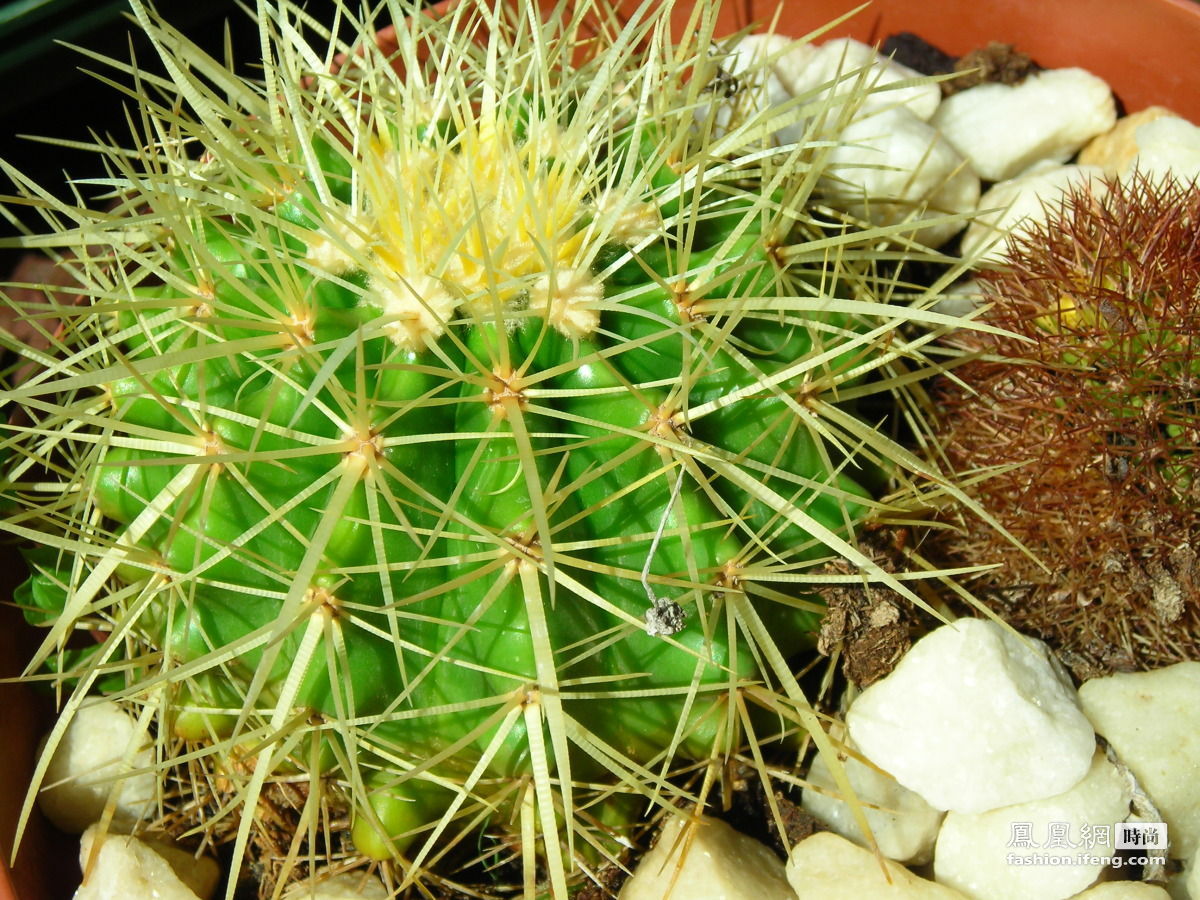 从黄金面膜到仙人掌按摩 22个世界新奇美容招