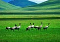 中国最美十大湿地
