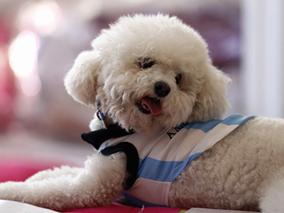 阿根廷推出宠物球衣 萌翻世界杯|阿根廷推出宠