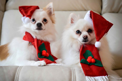 英女子花2000英镑为狗狗备圣诞厚礼