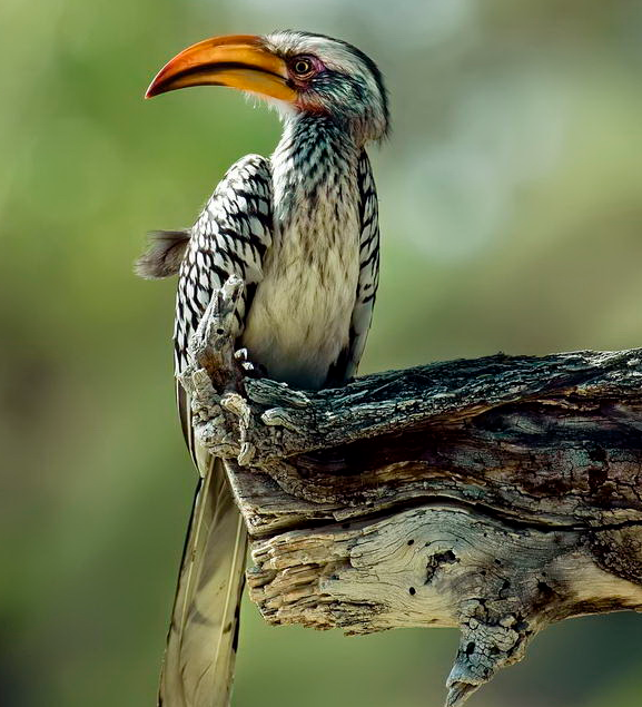 广袤与自然的原始意义 纳米比亚风光