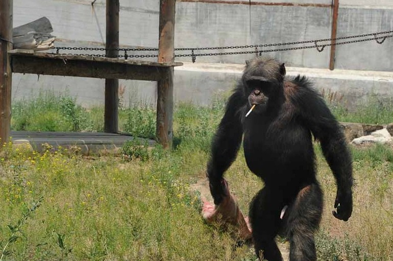 福州动物园游客乱丢烟头 猩猩学会抽烟
