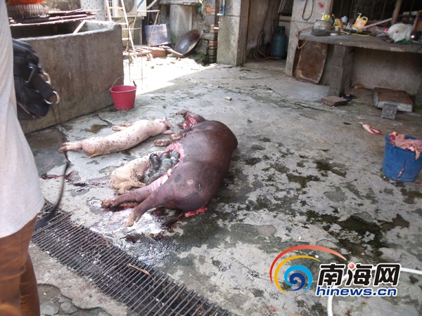 海口查获一病死猪肉加工点 查扣3000多斤猪肉