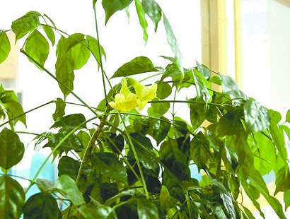 四年幸福树 一朝开了花 此树在盐城开花极为罕见_江苏频道_凤凰网