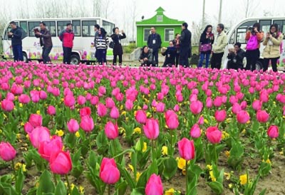荷兰花海内的郁金香朵朵绽放。