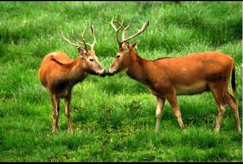 中华麋鹿园WIFI布点正稳步推进