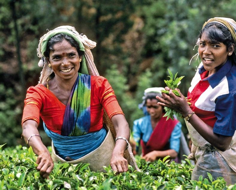 斯里兰卡锡兰茶:送给世界的礼物