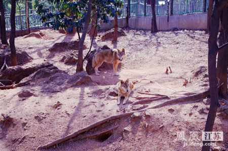 南京红山动物园中的草原狼