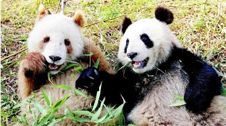 
陕西罕见棕色大熊猫“七仔”走红 网友戏称：熊猫终于告别黑白照了
