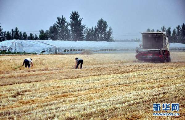 #（农业）（3）山东小麦收获过九成