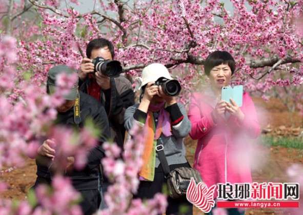 蒙阴县的试点任务在生态文明方面。这是今年4月蒙阴县桃花节资料照片。 通讯员公茂栋记者刘遥摄