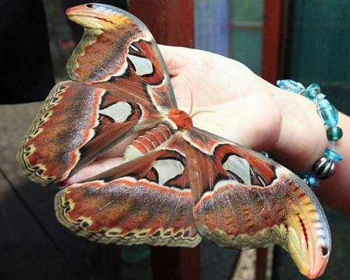 珍稀物种蛇头蝶现身农林大学 左翅膀有蛇头