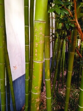 南京总统府一根竹子遭刻七八个人名