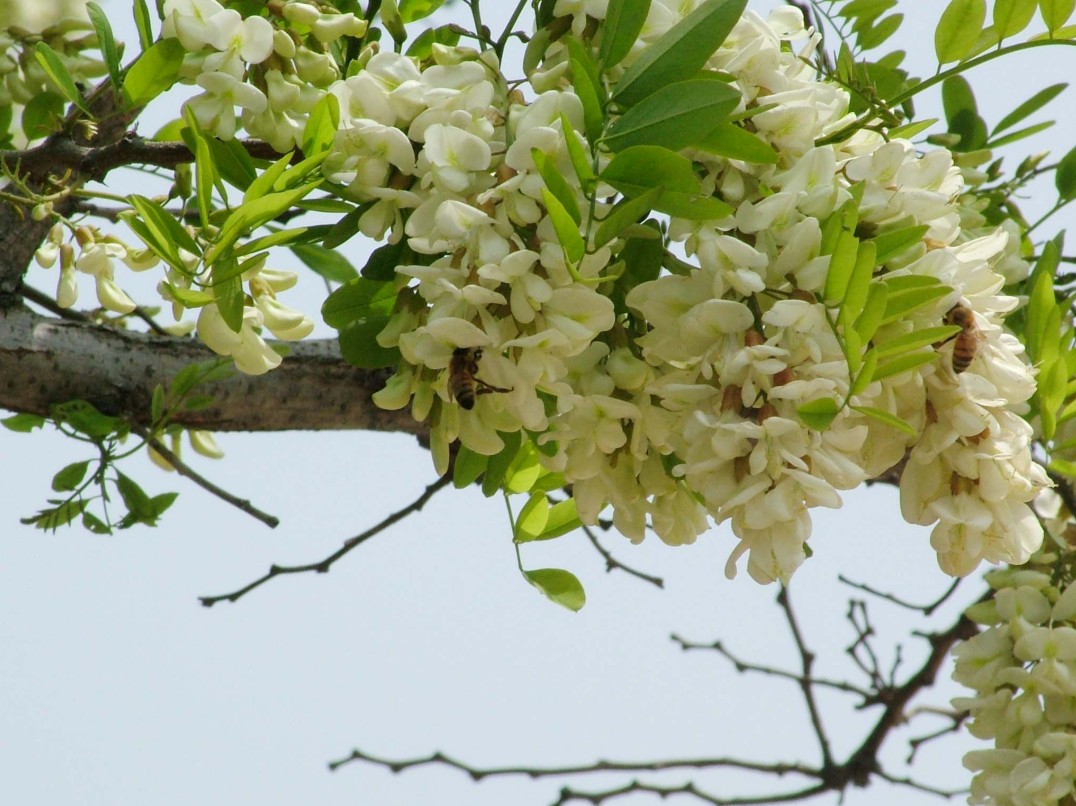 槐花高清