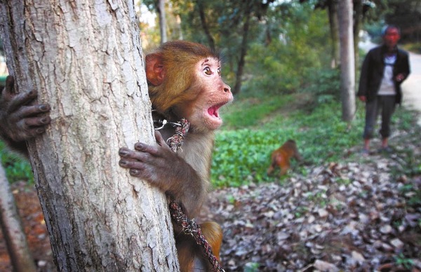 猴戏，一个渐远渐淡的背影!_河南频道_凤凰网