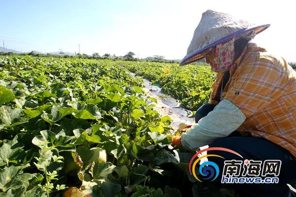 蔡先生瓜地的工人正在采摘香瓜