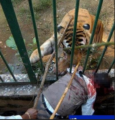 动物园幼虫被虎咬死猛虎咬人咬出动物园之恶小便时卫生纸上有蜗牛员工图片