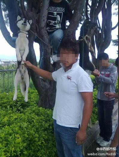 男子将狗吊树上虐杀致死 称老子喜欢,关你锤子