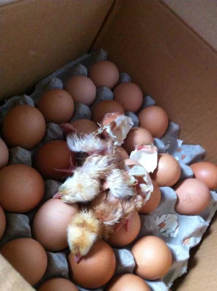 天太热 青岛市民两箱毛鸡蛋孵出一对小鸡仔(组图)